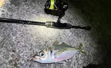 漁港アジング釣行で23cm良型アジを手中【大阪】小型アジ入れ食い&メバルも顔出し