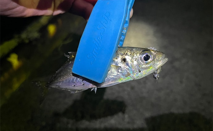 漁港アジング釣行で23cm良型アジを手中【大阪】小型アジ入れ食い＆メバルも顔出し