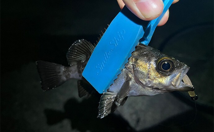 漁港アジング釣行で23cm良型アジを手中【大阪】小型アジ入れ食い＆メバルも顔出し