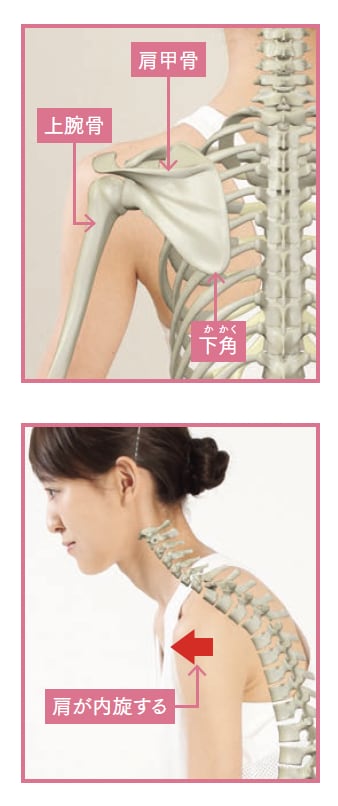 肩甲骨、上腕骨、下角の位置【背骨コンディショニング】