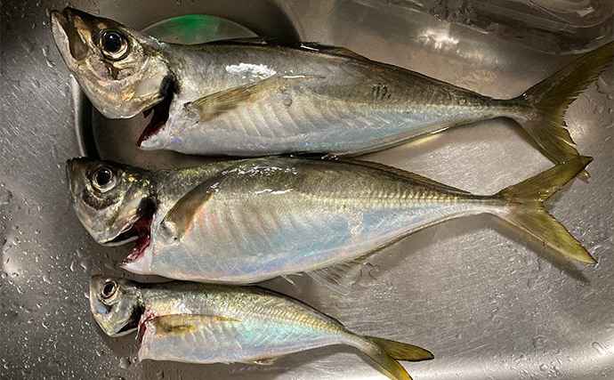 47cmギガアジ堂々浮上!【大阪】DEEPバチコンアジングで大型アジが船中連発