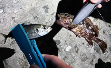 泉大津の波止ライトゲームでアジにカサゴが連発【大阪】想定外のヒラセイゴも登場