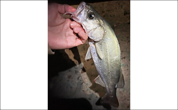 泉大津の波止ライトゲームでアジにカサゴが連発【大阪】想定外のヒラセイゴも登場