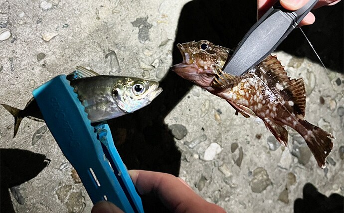 泉大津の波止ライトゲームでアジにカサゴが連発【大阪】想定外のヒラセイゴも登場