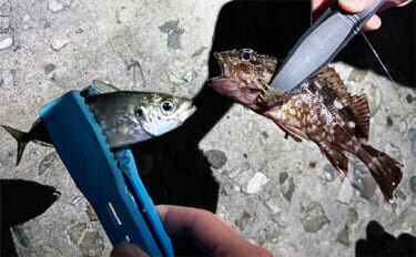 泉大津の波止ライトゲームでアジにカサゴが連発【大阪】想定外のヒラセイゴも登場