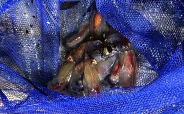 早春の風物詩『ホタルイカすくい』に挑戦　300匹ゲットで念願の沖漬けも！