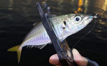 敢えてのイレギュラーアクションがアジに効く? スレた時間にこそ試してみよう