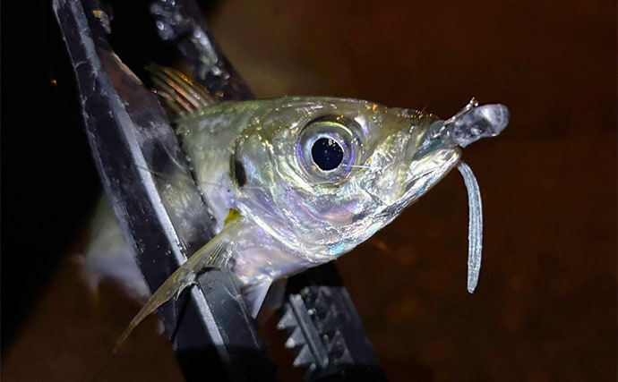 敢えてのイレギュラーアクションがアジに効く？ スレた時間にこそ試してみよう