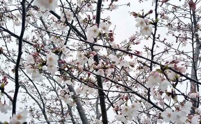 春のリバーシーバスの「混合ベイト」って何？　メインベイトの見極めが攻略のカギ