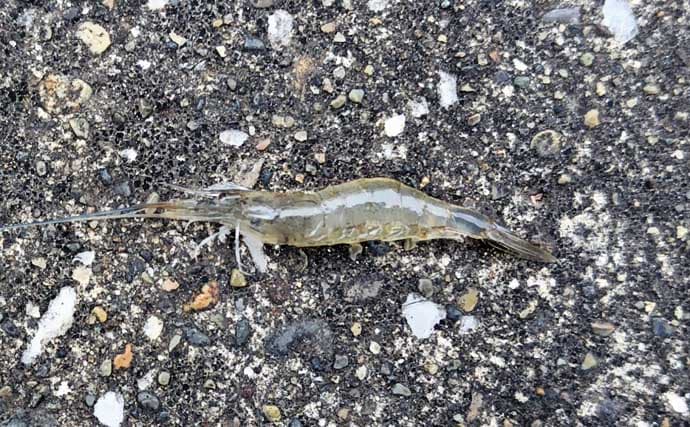 春のリバーシーバスの「混合ベイト」って何？　メインベイトの見極めが攻略のカギ