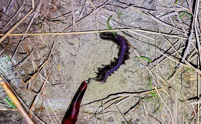 春のリバーシーバスの「混合ベイト」って何？　メインベイトの見極めが攻略のカギ