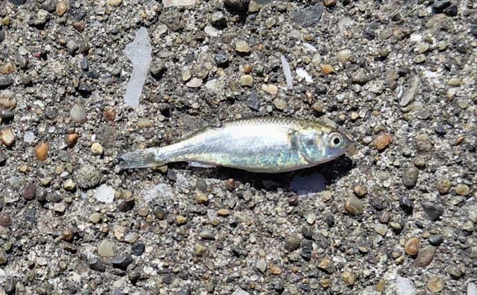 春のリバーシーバスの「混合ベイト」って何？　メインベイトの見極めが攻略のカギ