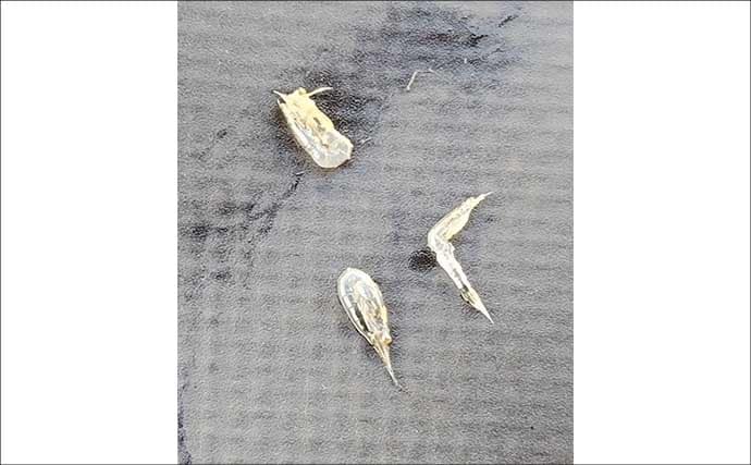 春のリバーシーバスの「混合ベイト」って何？　メインベイトの見極めが攻略のカギ