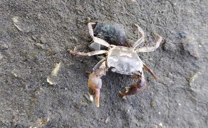 春のリバーシーバスの「混合ベイト」って何？　メインベイトの見極めが攻略のカギ