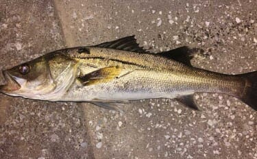 春のリバーシーバスの「混合ベイト」って何？　メインベイトの見極めが攻略のカギ