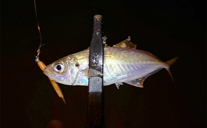 大阪湾奥アジング釣行で47cmチヌ好捕　本命アジは2時間半で6尾止まり