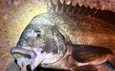 大阪湾奥アジング釣行で47cmチヌ好捕 本命アジは2時間半で6尾止まり