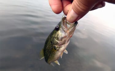 「アジングワームがブラックバスに効果あり?」琵琶湖で小バス連発!長いフォールに好反応