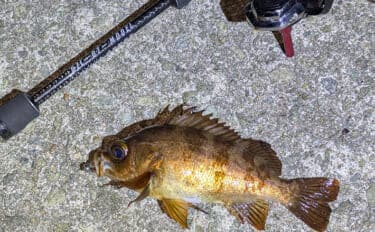 夜中のライトルアー釣行で20cm級メバルと対面成功！【兵庫】藻場狙いが的中
