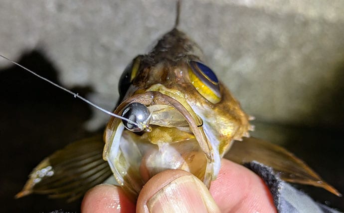 夜中のライトルアー釣行で20cm級メバルと対面成功！【兵庫】藻場狙いが的中