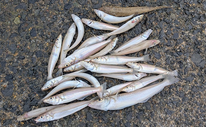 エギングタックルのちょい投げ釣りでシロギス25匹【京都府】潮目狙いで20cm超え良型が連発!