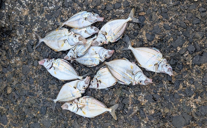 エギングタックルのちょい投げ釣りでシロギス25匹【京都府】潮目狙いで20cm超え良型が連発!