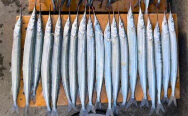 鹿島港魚釣園のサヨリ釣りで50尾キャッチの好釣果Q【茨城】付けエサが釣果の鍵に