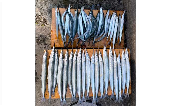 鹿島港魚釣園のサヨリ釣りで50尾キャッチの好釣果Q【茨城】付けエサが釣果の鍵に