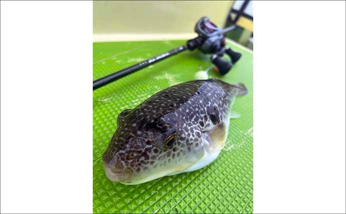 東京湾の「湾フグ釣り」徹底解説　専用タックルと釣り方の基本を詳説