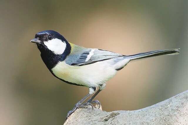 鈴木先生が研究対象とするシジュウカラ。日本では山間地を中心に全国的に分布する。