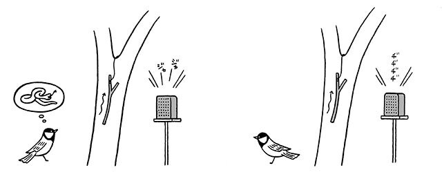 鈴木先生が行なった実験。ヘビを警戒する音「ジャージャー」を聞かせながらヘビほどのサイズの枝を引き上げると、シジュウカラは必ず枝を確認しに行くという。一方、モズやフクロウに対して発する鳴き声「ヂヂヂヂ」ではシジュウカラは反応しなかった。 