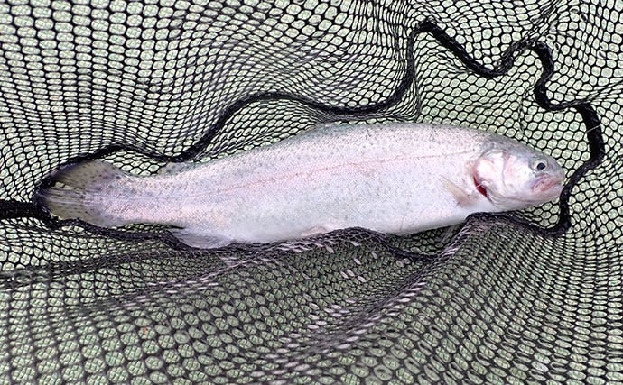 『多摩湖駅前FA』でのフライフィッシング釣行でニジマス「つ抜け」達成！