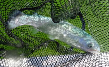 『多摩湖駅前FA』でのフライフィッシング釣行でニジマス「つ抜け」達成！