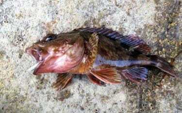 100均メタルジグで十分に楽しめる春の穴釣り 【タックル・狙い方を解説】