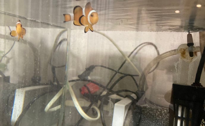 「急がない・触らない・明るくしない！」 持ち帰った釣魚を水槽に移す時の7つの鉄則