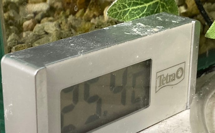 「急がない・触らない・明るくしない！」 持ち帰った釣魚を水槽に移す時の7つの鉄則