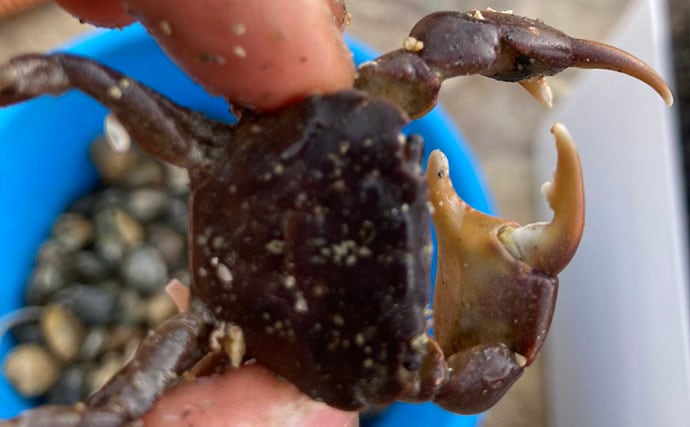 「急がない・触らない・明るくしない！」 持ち帰った釣魚を水槽に移す時の7つの鉄則