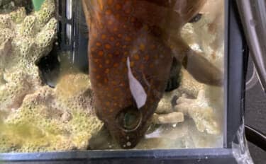 「急がない・触らない・明るくしない！」 持ち帰った釣魚を水槽に移す時の7つの鉄則