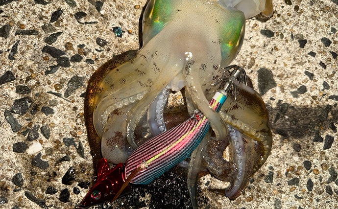 「満月の大潮はアオリイカが釣れる！」ショアのエギング釣行で1300g頭に良型が連発【山口】