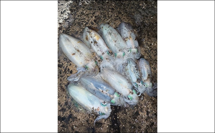 「満月の大潮はアオリイカが釣れる！」ショアのエギング釣行で1300g頭に良型が連発【山口】