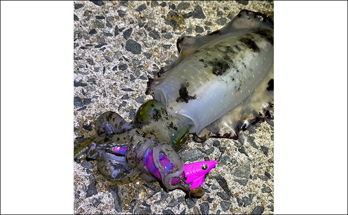 「満月の大潮はアオリイカが釣れる！」ショアのエギング釣行で1300g頭に良型が連発【山口】
