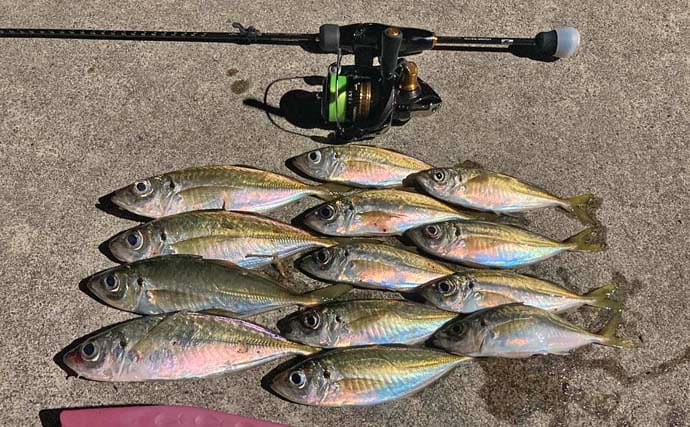 神前浦のアジングで24cm頭に中アジ好ヒット【三重】豆サイズから一気にサイズアップ