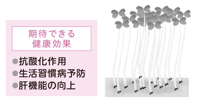 スプラウト：ポリフェノールの一種が強く作用【1週間で勝手に最強の免疫力がつくすごい方法】