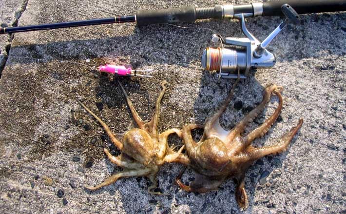 「数より型！」 陸っぱりイイダコ釣りがシーズン終盤へ　大型の狙い方を解説