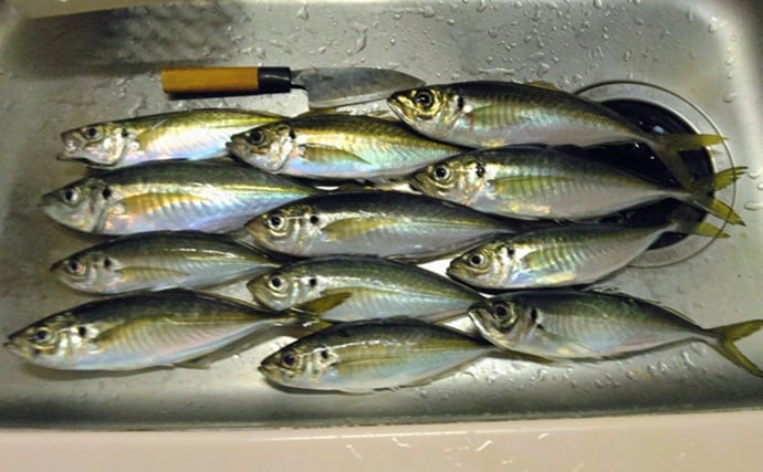 東京湾金谷沖の金アジを釣る！【勘次郎丸】タナ取りの正確さで釣果に大きな差