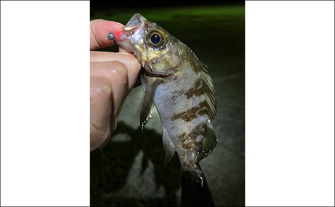 「彼女の釣り才能が開花？」波止アジング釣行でアジが連発【泉佐野】