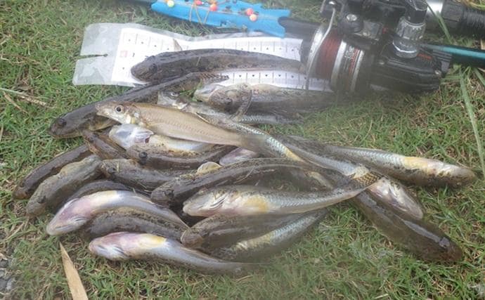 「猫のちょっかいに苦戦?」白狐川のハゼ釣りでマハゼ25匹手中【千葉】