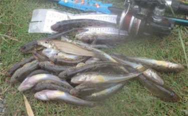 「猫のちょっかいに苦戦?」白狐川のハゼ釣りでマハゼ25匹手中【千葉】