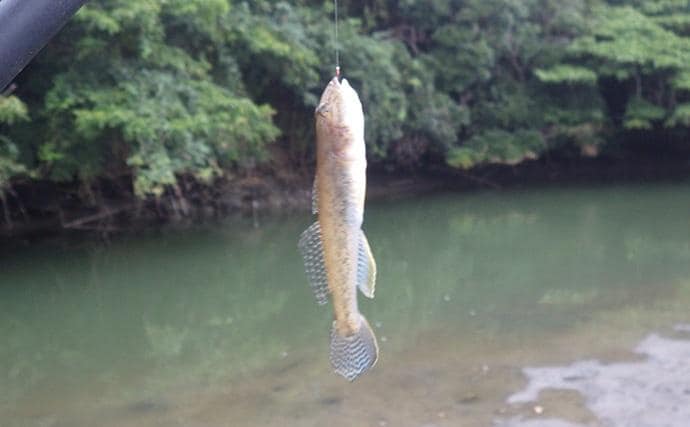 「猫のちょっかいに苦戦?」白狐川のハゼ釣りでマハゼ25匹手中【千葉】