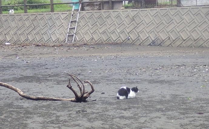 「猫のちょっかいに苦戦?」白狐川のハゼ釣りでマハゼ25匹手中【千葉】